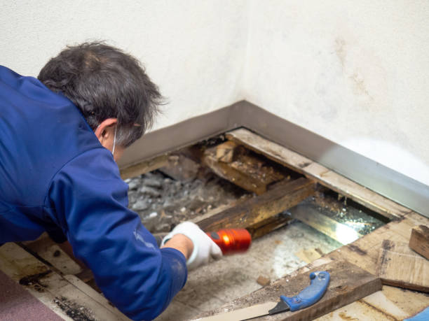 Best Professional Mold Removal  in Mantua, VA
