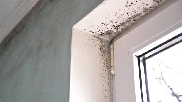 Best Attic Mold Removal  in Mantua, VA