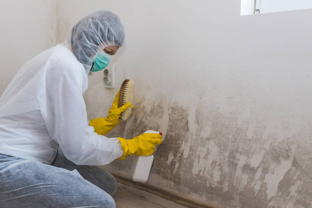 Best Mold Remediation Services  in Mantua, VA