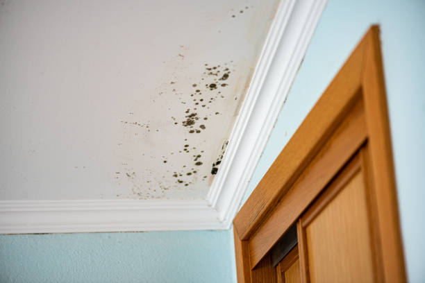 Best Local Mold Removal Service  in Mantua, VA