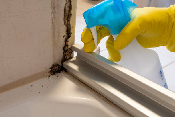 Best Residential Mold Removal  in Mantua, VA