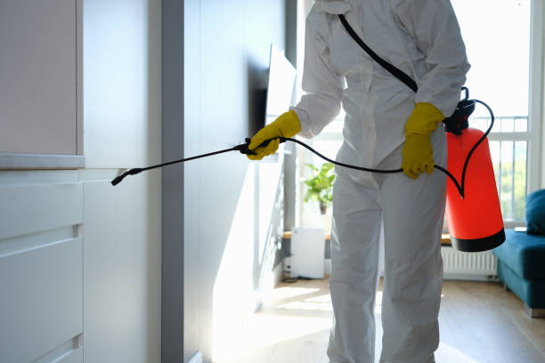 Best Mold Damage Repair  in Mantua, VA