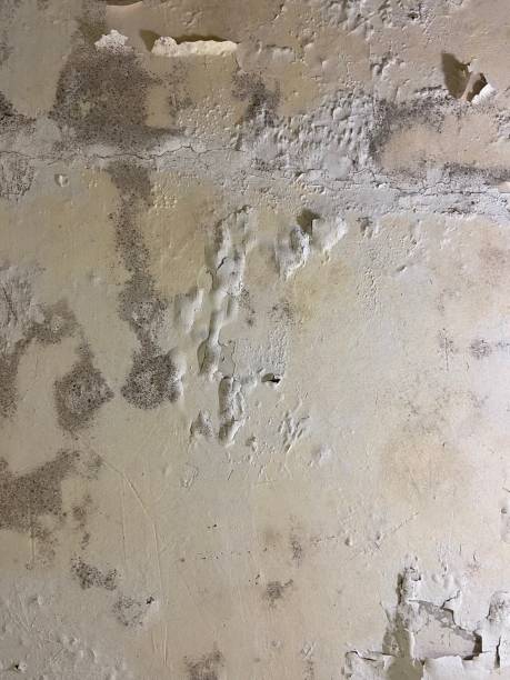 Best Certified Mold Removal  in Mantua, VA