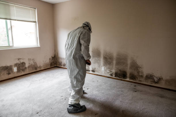 Best Mold Removal Specialists  in Mantua, VA