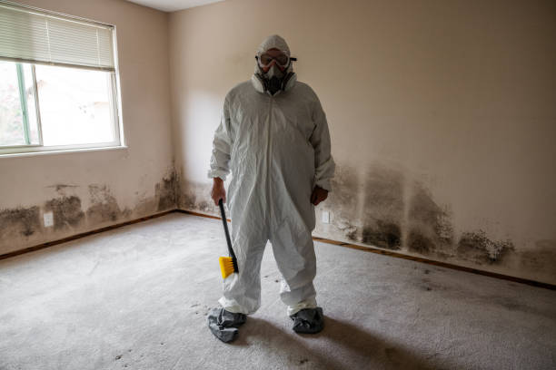 Best Mold Remediation  in Mantua, VA