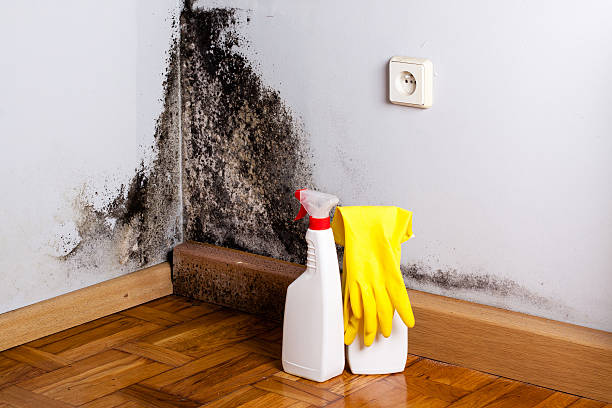 Best Affordable Mold Removal  in Mantua, VA