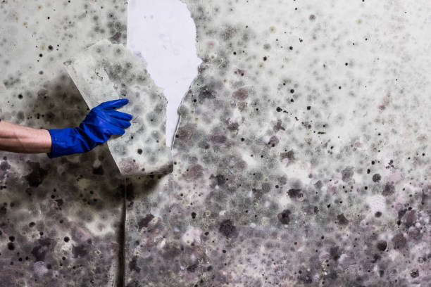 Best Mold Testing  in Mantua, VA