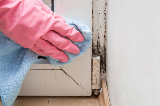 Professional Mold Removal in Mantua, VA
