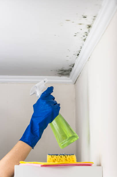 Best Fast Mold Removal  in Mantua, VA