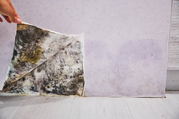 Best Mold Testing  in Mantua, VA